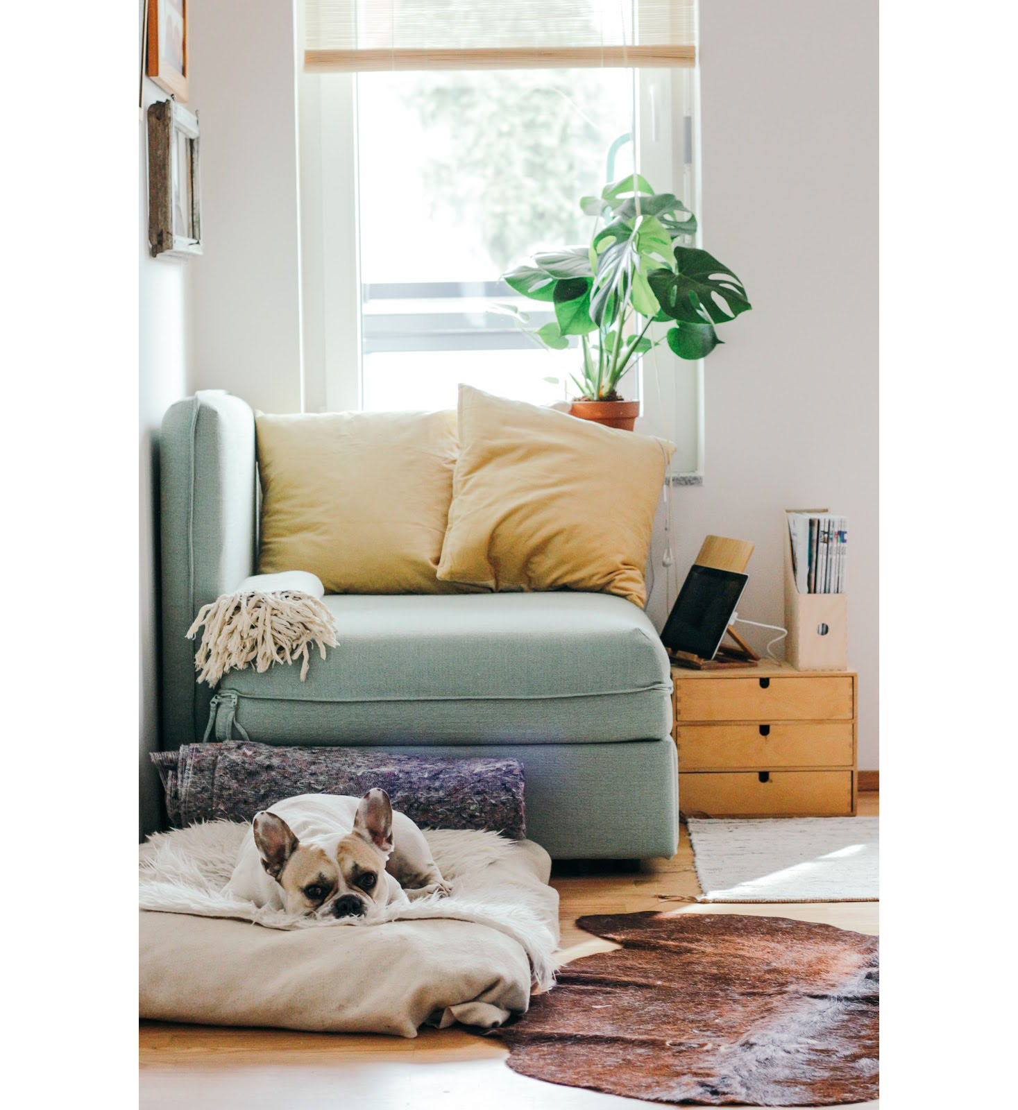 Establishing a Pet-Policy for Your Rental Property