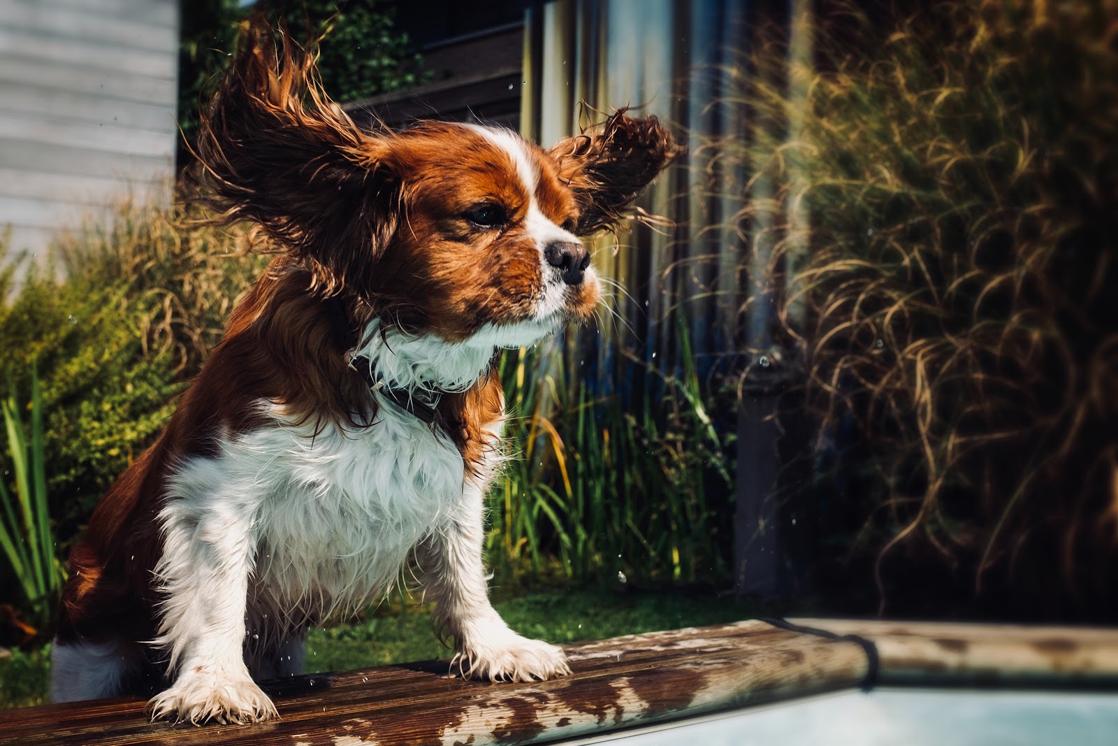 8 Best Dog Breeds To Have In A Chicago Apartment