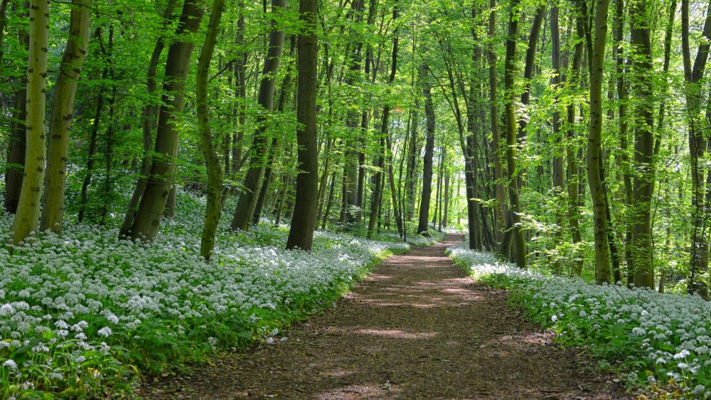 Shorewood Amentieis & Features Property Management